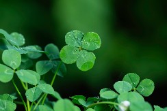 SVAKI LIST DETELINE KRIJE MOĆNO ZNAČENJE, EVO I KOJA SU: Toliko su JAKA da ćete ih ČUVATI KAO OČI U GLAVI