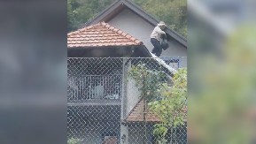 Više ljudi u Srbiji strada od stršljena nego od ujeda zmije, u ranu jesen su posebno aktivni: Prave gnezda na nepristupačnim mestima i deluju "kao teroristi"