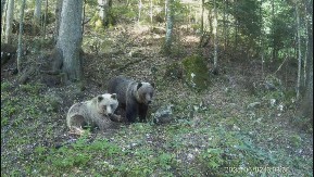 Odu peške do Zenice pa se vrate kući na Taru da dremaju: Medvedi se spremaju za zimski san - zbog klimatskih promena pitanje je da li će u njega uopšte utonuti