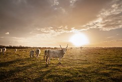 Život između zore i štale: Kako izgleda dan jednog stočara u Srbiji