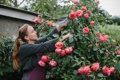 Kada je pravo vreme orezati ruže i spremiti ih za zimu: Uradite ovako i sačuvaćete ih od mraza