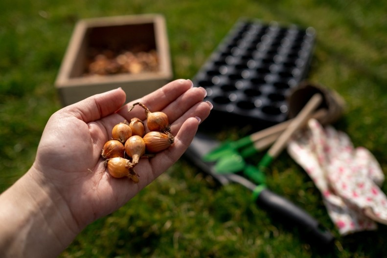 5 razloga zašto treba posejati luk u jesen + kako da to uradite što bolje
