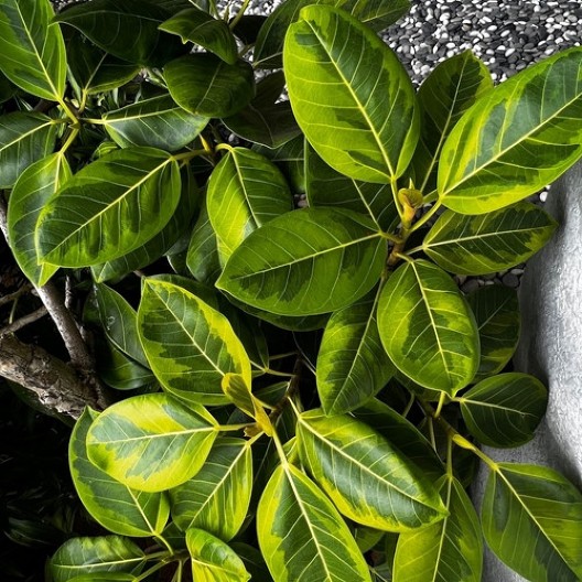 Negujte ga ovako i bendžamin će biti visok, zdrav i bujan: Prelepa "uplakana smokva" nije zahteva, a čini dom otmenim