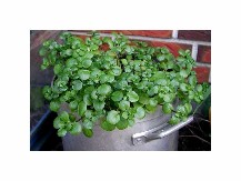 OVIH 5 BILJAKA SVAKA KUĆA TREBA DA IMA: Ako imate njih, imate pravo blago - evo i zašto!