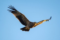 Orao krstaš: Čuvar neba i simbol Srbije kroz vekove