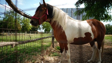 Čuveni šarci iz narodnih priča: Zašto se baš šareni konji pamte kroz vekove