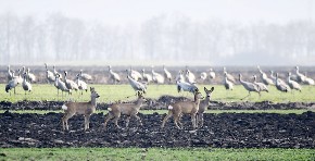 Srne i ždralovi u atarima Novog Bečeja: Neobičan savez tišine i opreza u srcu Vojvodine