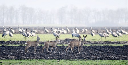 Srne i ždralovi u atarima Novog Bečeja: Neobičan savez tišine i opreza u srcu Vojvodine