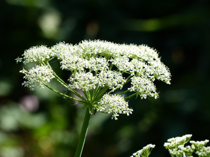 Raskovnik – biljka koja otključava svaku bravu: Legende i verovanja o čudu iz srpske narodne botanike