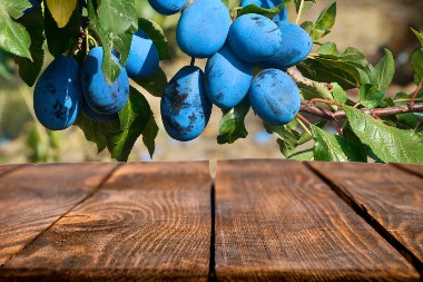 Berba šljive u Šumadiji: Od voćnjaka do kazana za rakiju