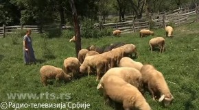 RUSKA DOKTORKA OLGA BERE LJUBIČICE I ČUVA OVCE PODNO KOPAONIKA: Prvo se zaljubila u Srbiju, a onda i u Desimira i eto je sad u Gočmancima, selu od samo 8 kuća