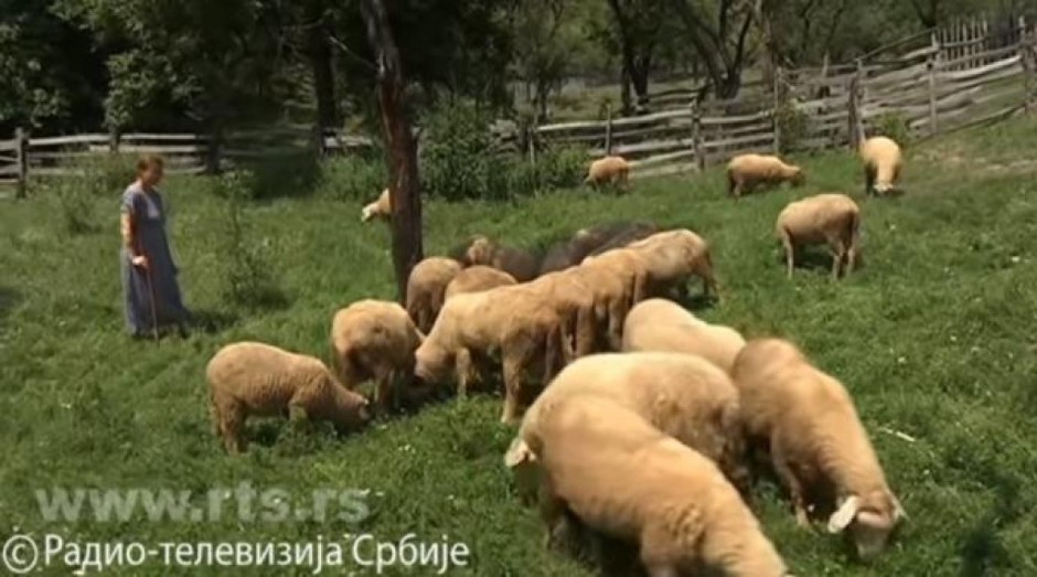 RUSKA DOKTORKA OLGA BERE LJUBIČICE I ČUVA OVCE PODNO KOPAONIKA: Prvo se zaljubila u Srbiju, a onda i u Desimira i eto je sad u Gočmancima, selu od samo 8 kuća