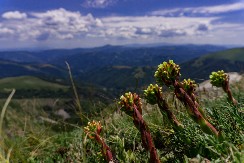 Besna kobila – planina burnih vetrova i tragične sudbine jedne devojke