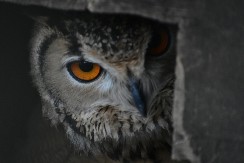 Kada kukavica zakuka, a sova doleti do kuće – stara srpska verovanja o životinjama