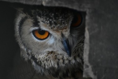 Kada kukavica zakuka, a sova doleti do kuće – stara srpska verovanja o životinjama