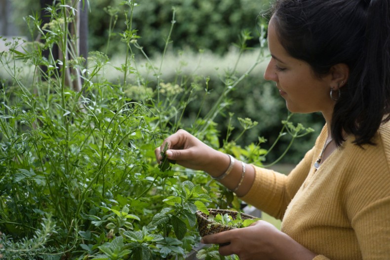 Evo kako da u Srbiji zaradite od biljaka! Jeftina sadnja, brzo rastu, a prihodi su veliki, ove su najisplativije