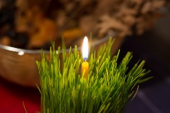 Bliži se pravi trenutak da posejete božićnu pšenicu: Evo kako da vam ispadne što lepša