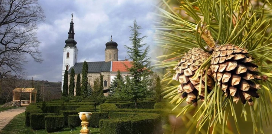 Ovaj manastir je dobio ime po šišarci?! Za njegovu istoriju kažu da je najstrašnija, a evo gde se nalazi