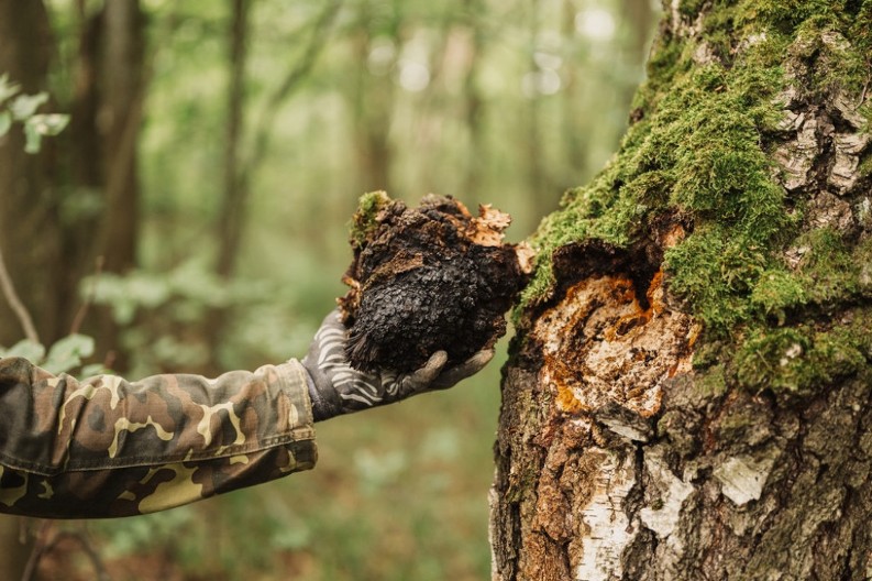Iskonski lek ili pomodarstvo: Zovu ga „crno zlato“, a tvrde da čuva organizam od teških bolesti