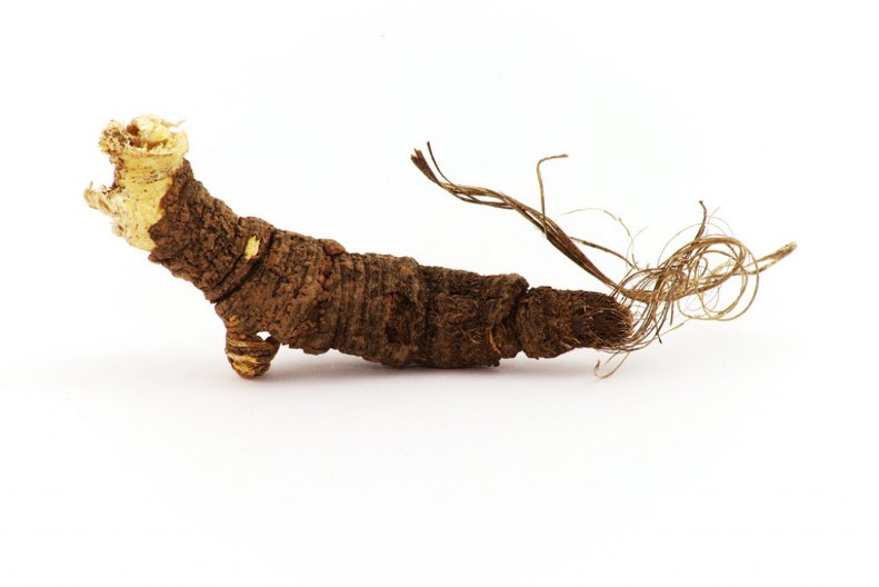 Amajlija koju su nosili ratnici za zaštitu i sreću - Raskovnik, koren tajni sa planina istočne Srbije