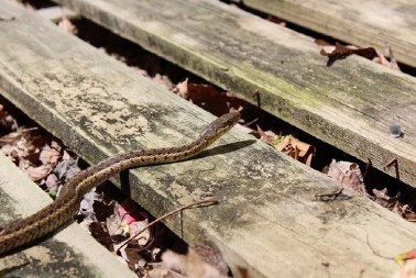 ZMIJA KOJU SRBI ZOVU ČUVARKUĆA IZLAZI SAMO U JEDNOM SLUČAJU: Zaledićete se kada čujete razlog njenog pojavljivanja!