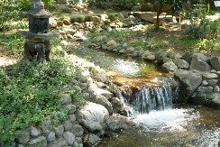 JAPANSKI VRT U BOTANIČKOJ BAŠTI „JEVREMOVAC”: Koi šarani, jezerca i sakura privlače posetioce