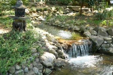 JAPANSKI VRT U BOTANIČKOJ BAŠTI „JEVREMOVAC”: Koi šarani, jezerca i sakura privlače posetioce