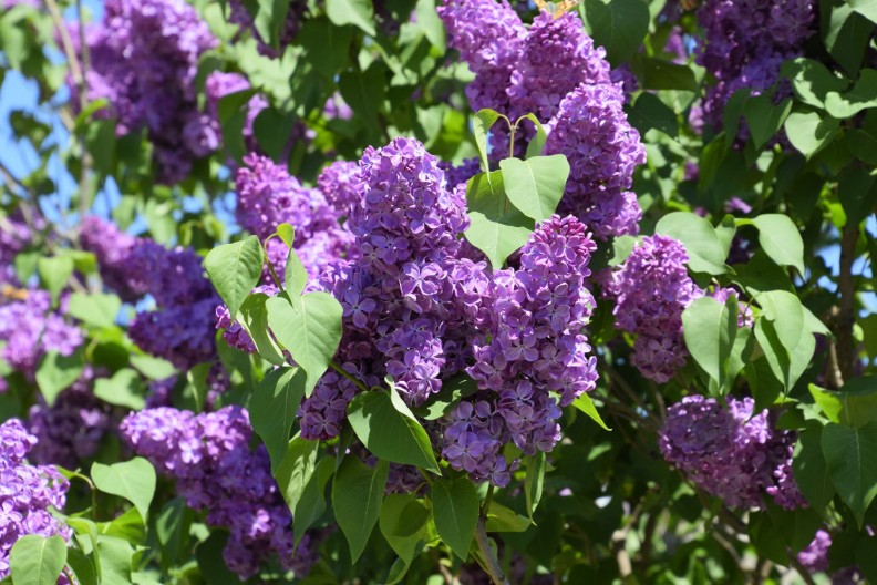 LEK IZ DOLINE LJUBAVI: Zaboravljeni recept za sirup od jorgovana i kako su ga žene koristile za lečenje štitne žlezde