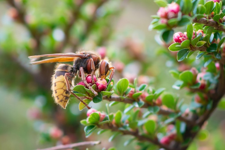 Zašto su naši stari verovali da pčele razumeju tugu? Zaboravljeno srpsko verovanje o „javljanju smrti pčelama”