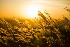 Zašto se stara slama ne izbacuje pre Nikoljdana: Verovanje koje štiti dom