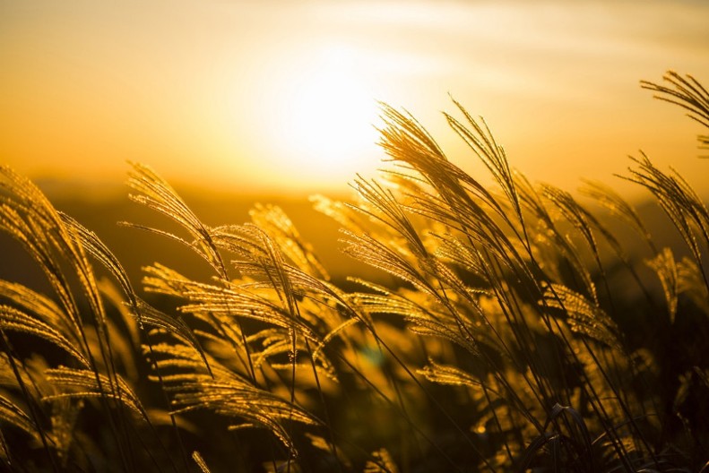 Zašto se stara slama ne izbacuje pre Nikoljdana: Verovanje koje štiti dom