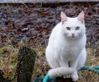 BELA MAČKA VAM JE PREŠLA PUT? Evo šta to zapravo znači