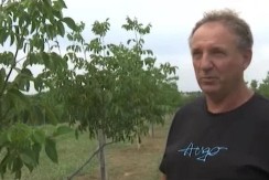 Miodrag iz Srbije uložio 300.000 evra u zasad od 5 hektara: Dobijaće 50 kg ploda po drvetu i zaradiće masne pare