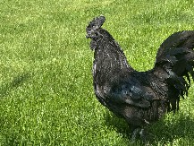 Ovo je perje zlata vredno: Mujo iz Novog Pazara čuva najskuplje kokoške na svetu, kod njih je sve crno – i oko, i hober i meso (FOTO)