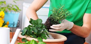 6 biljaka koje možete uzgajati samo sa vodom: Zatvoren prostor im prija i nije im potrebna zemlja