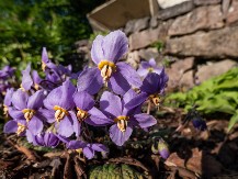 Ramonda serbica – čudesni cvet koji vaskrsava