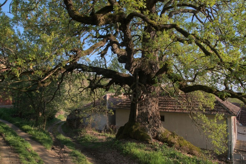 Šta su zavetine, i kako se razlikuju od krsne slave, i zašto se ovaj običaj čuva u Srbiji