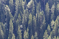 Ovo retko drvo jedan je od razloga zašto je Tara proglašena za Nacionalni park: Čuvena Pančićeva omorika u opasnosti od nestajanja