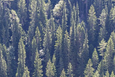 Ovo retko drvo jedan je od razloga zašto je Tara proglašena za Nacionalni park: Čuvena Pančićeva omorika u opasnosti od nestajanja