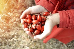 Zarada od ove biljke ide i do 9.000 evra, na 10 ari zemljišta, a malo ko u Srbiji je gaji: Pravo je blago