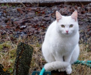 Šta znači kad vam bela mačka pređe put: Veruje se da ima skrivenu poruku