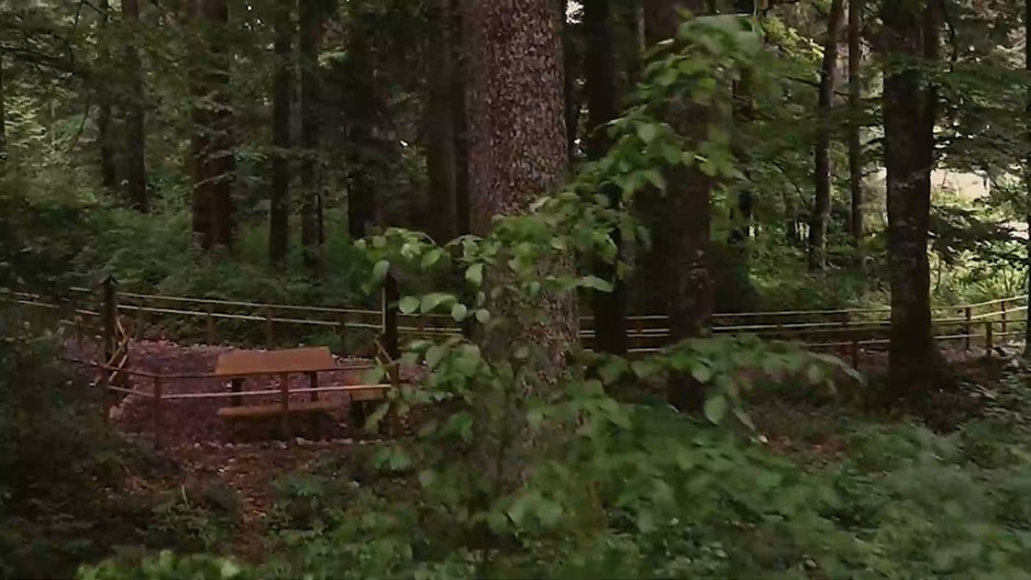 Čak 17 rezervata prirode nalazi se na Tari i pod prvim stepenom su zaštite: Pojedine lokacije ipak u velikoj opasnosti - evo šta čini Nacionalni park da ih spasi