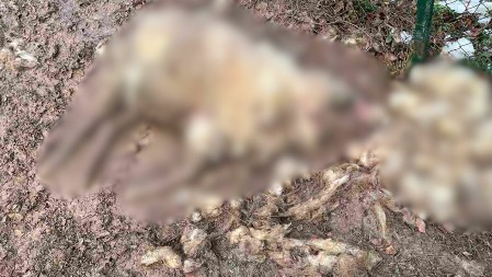 Četiri ovce masakrirane u dvorištu, deca ne smeju ni u školu: Psi lutalice seju strah u prijepoljskom kraju, gradjani strahuju za svoju bezbednost