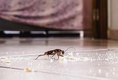 Bubašvabe beže kao lude od ovoga: Samo ga stavite u kuhinju i ima da beže odmah