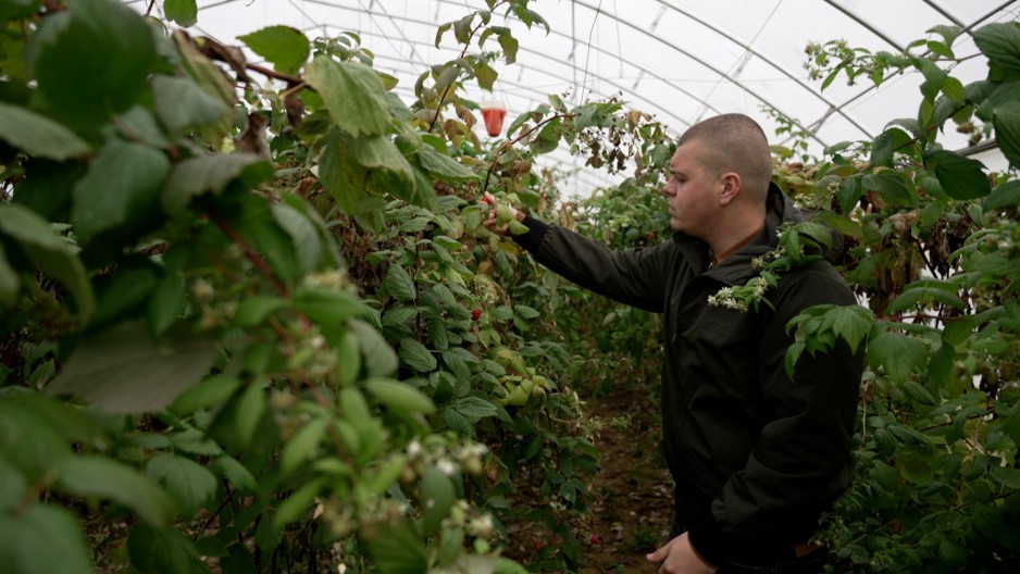 Berba malina u punom jeku u Arilju iako zima samo što nije počela: Crveno zlato gaji se i u plastenicima - grad i mraz koji su desetkovali rod sada ovom voću ne mogu ništa